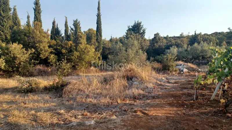 Korčula, Čara, prodaja zemljište 9139m2, šuma