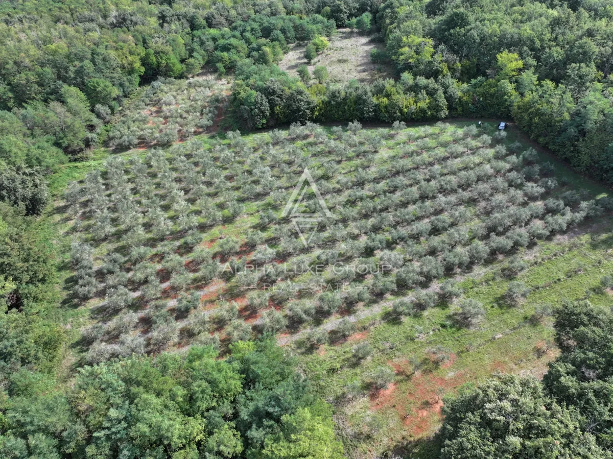 Istra, Kaštelir : Oljčnik 12.100 m²