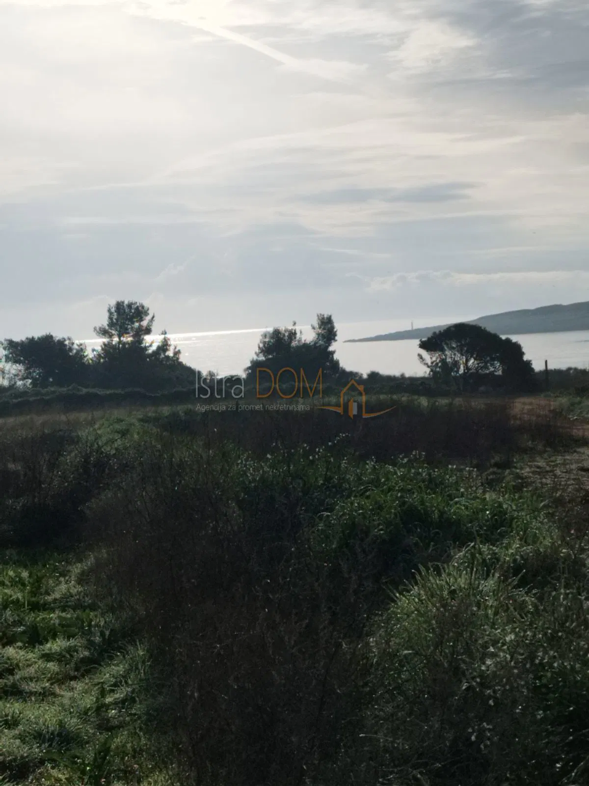 / Mali maslinik u neposrednoj blizini plaže