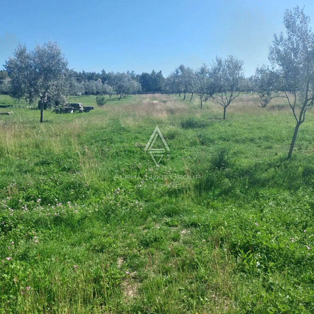 Istria, Dignano : Grande uliveto recintato 13.979 m²