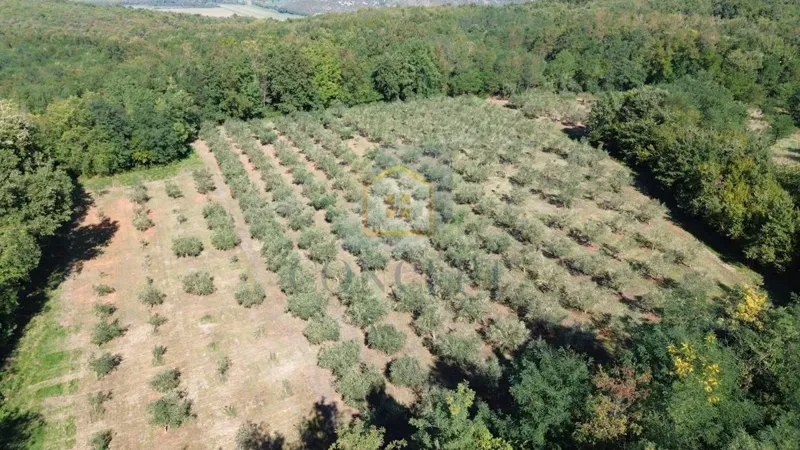Maslinik u Kašteliru – 240 maslina na 12.000 m²