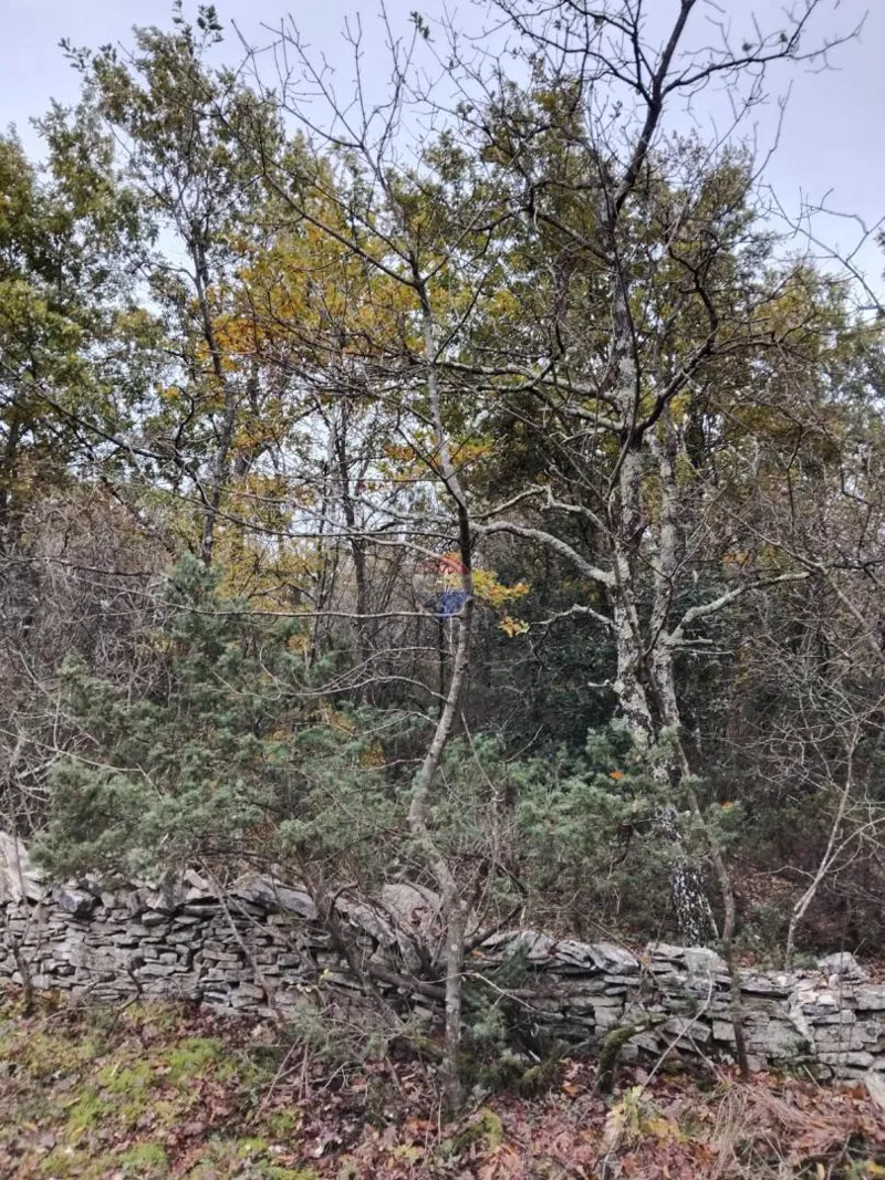 Terreno non edificabile Juršići, Svetvinčenat, 16.437m2 – 2