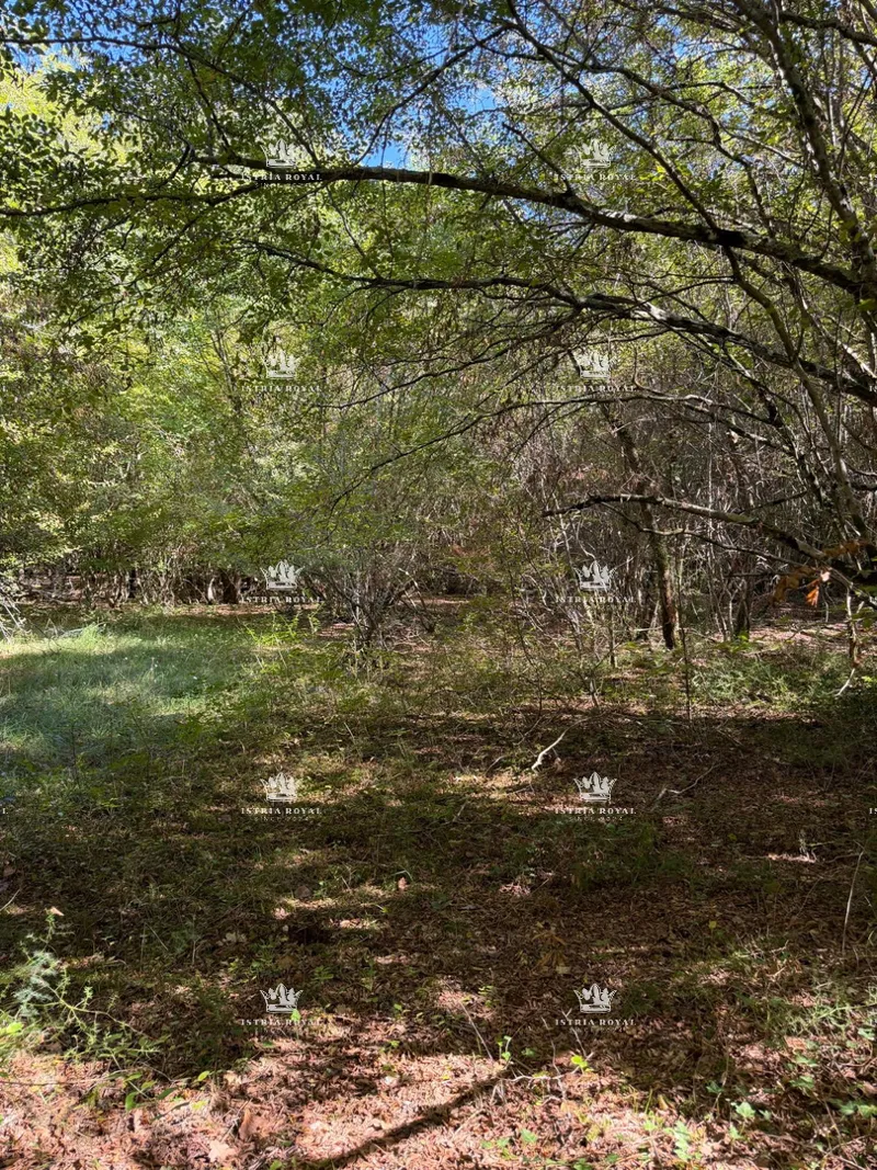 Istra , Zakinji , šuma 10700m2 , hrast i grab , – 2