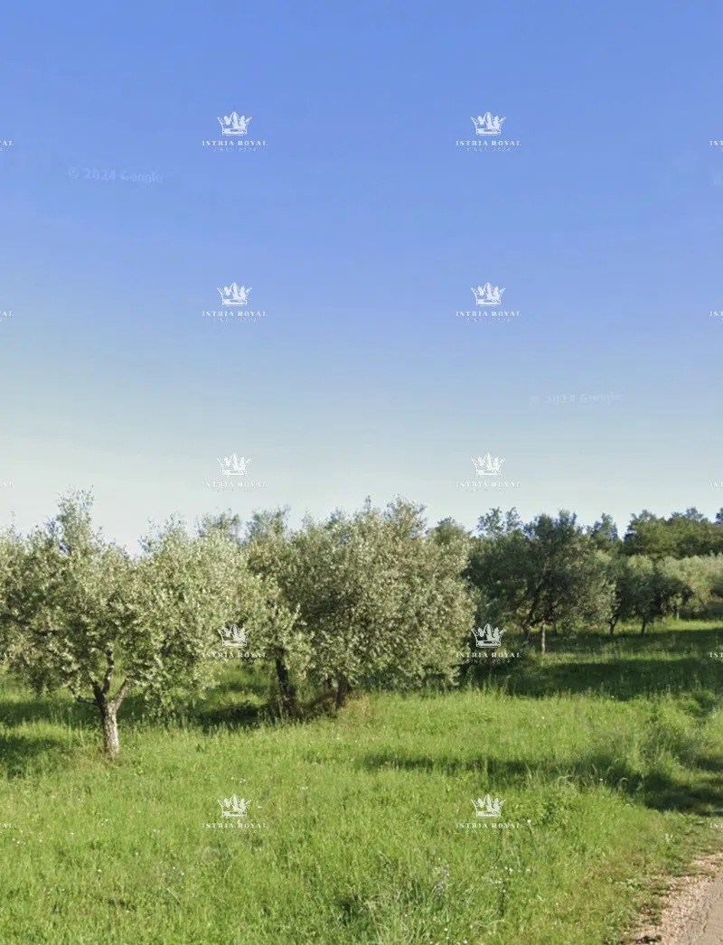 Istra, Gornji Picudo, oljčnik s 17 drevesi, 500 m2, dostop z dveh strani, – 2