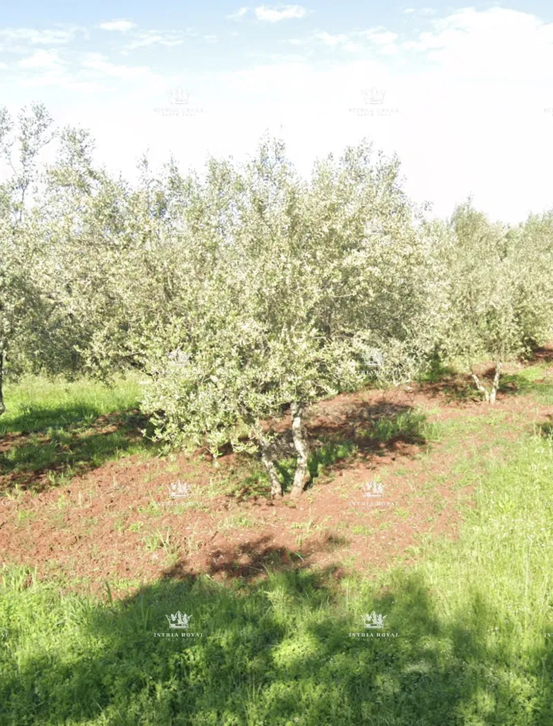 Istra, Gornji Picudo, oljčnik s 17 drevesi, 500 m2, dostop z dveh strani, – 3