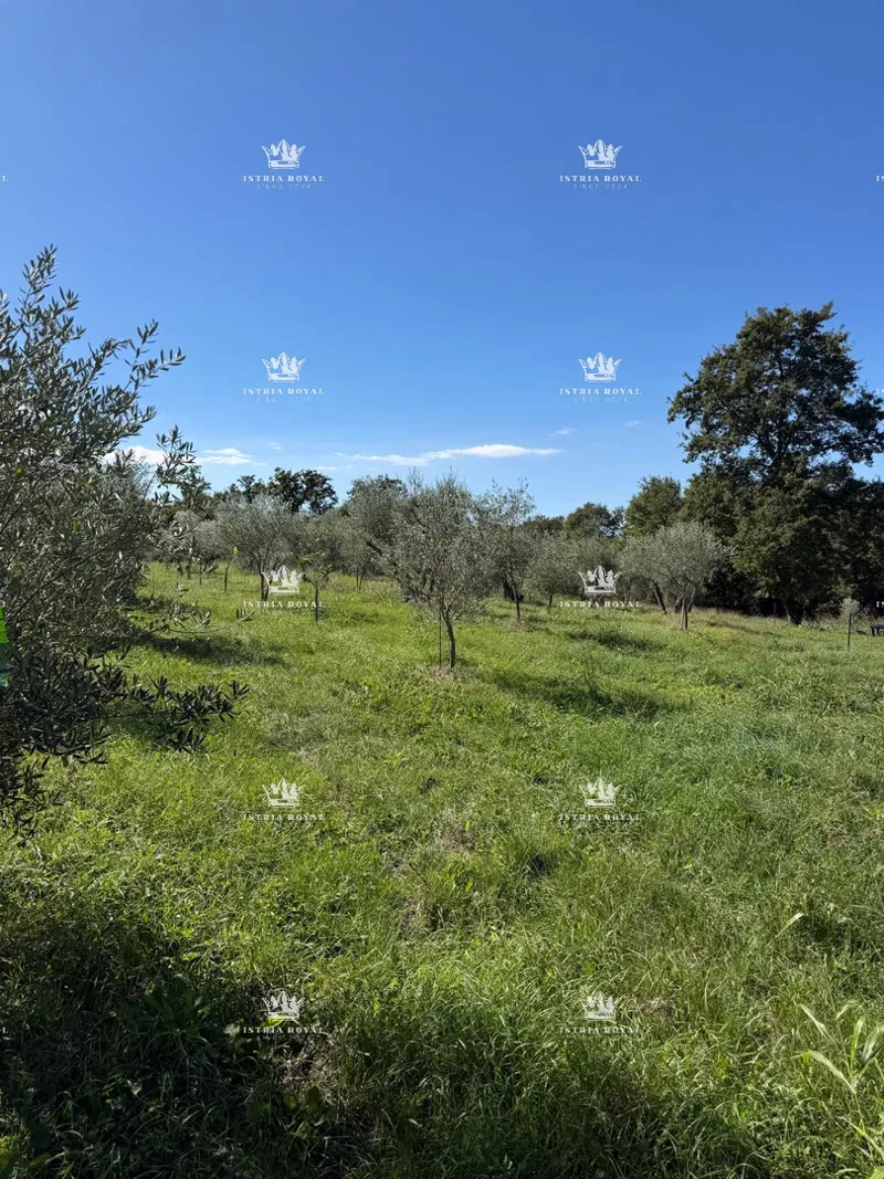 Istra, Materada, landwirtschaftliches Grundstück 4300 m2, grenzt an ein Baugrundstück, Olivenhain – 2