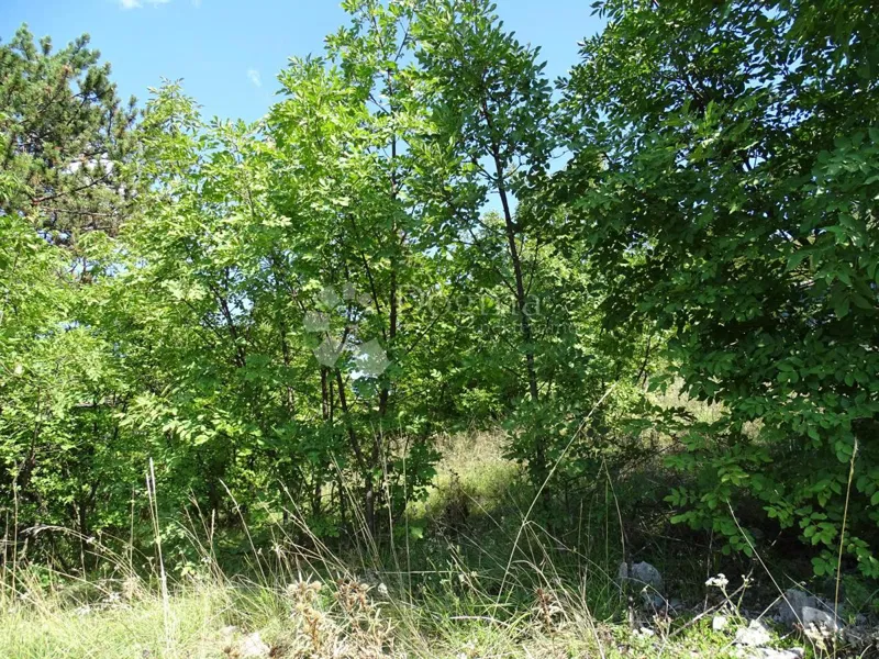 Zemljišče Cernik, Čavle, 1.017m2 – 2