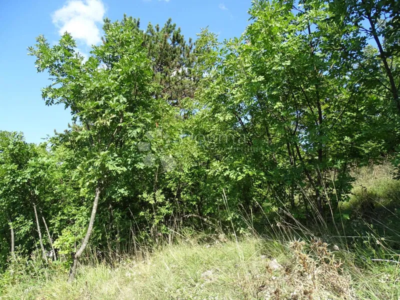 Zemljišče Cernik, Čavle, 1.017m2 – 3