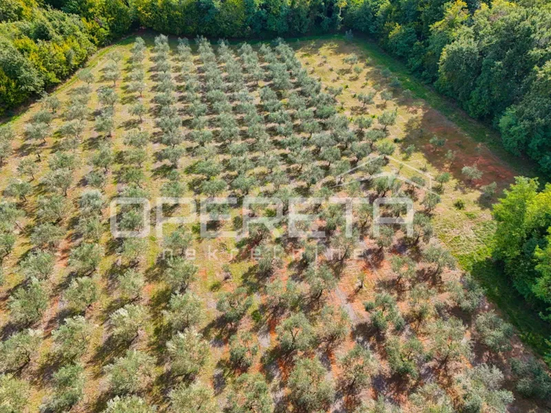 Vižinada, Vižinada, 12.101,00 m2, 120.000,00 EUR – 3