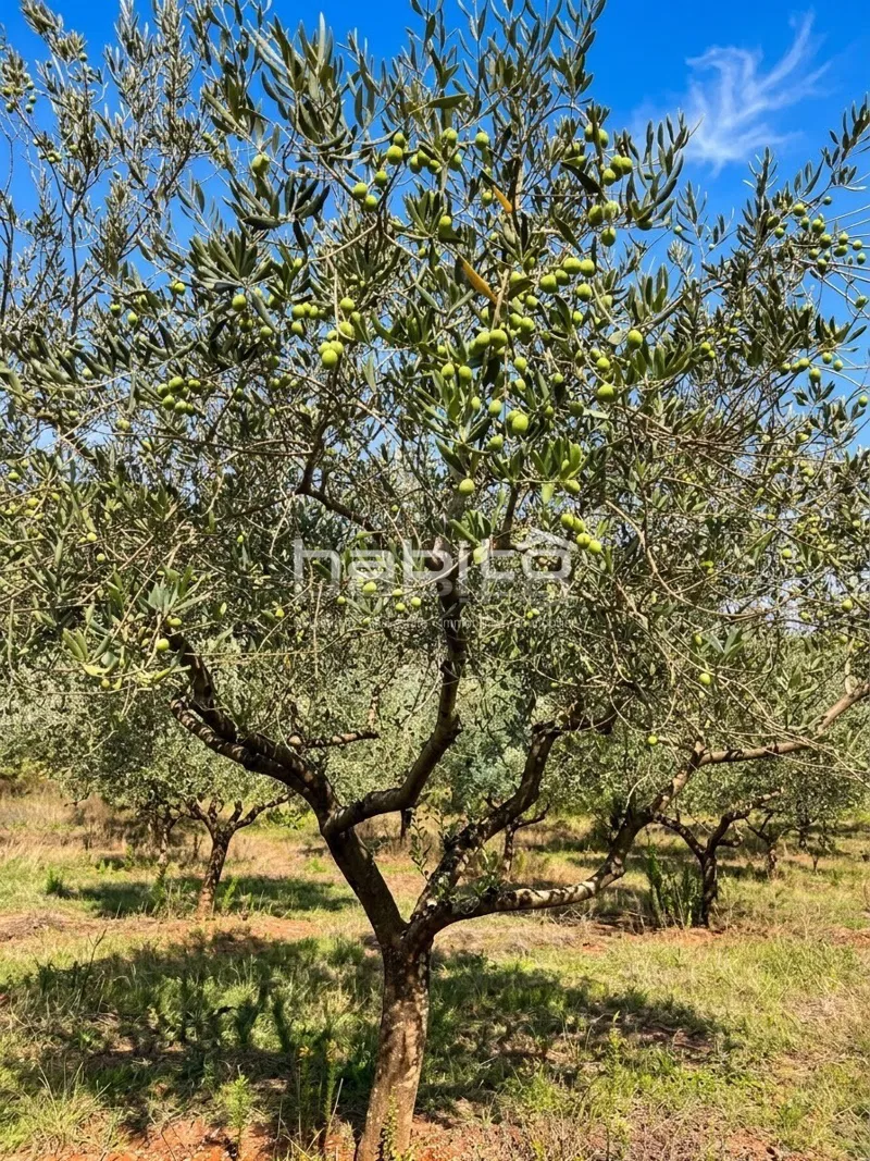 Oljčnik na Prodaj v Bližini Kaštelirja in Poreča – 3