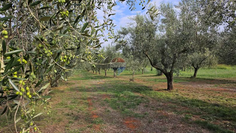 Stavbno zemljišče Lovrečica, Umag, 6.634m2 – 3