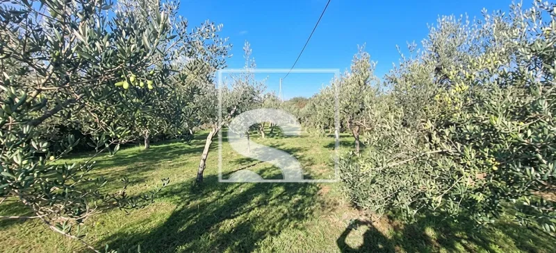 ZEMLJIŠTE 1.631 m² S KAMENOM KUĆOM I MASLINIKOM – 2