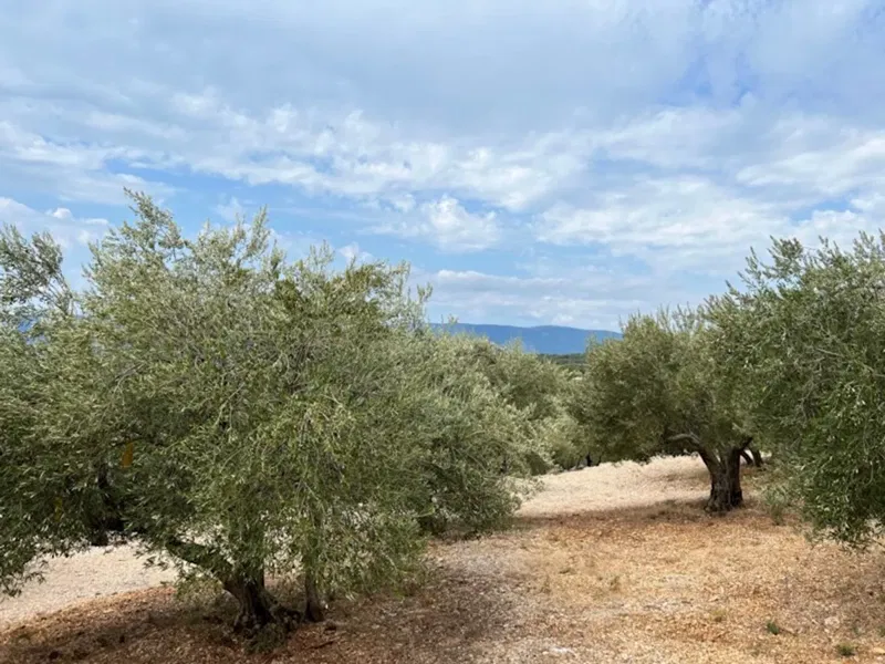 ISLAND OF KRK! DETACHED STONE HOUSE + OLIVE GROVE! PANORAMIC SEA VIEW! – 2