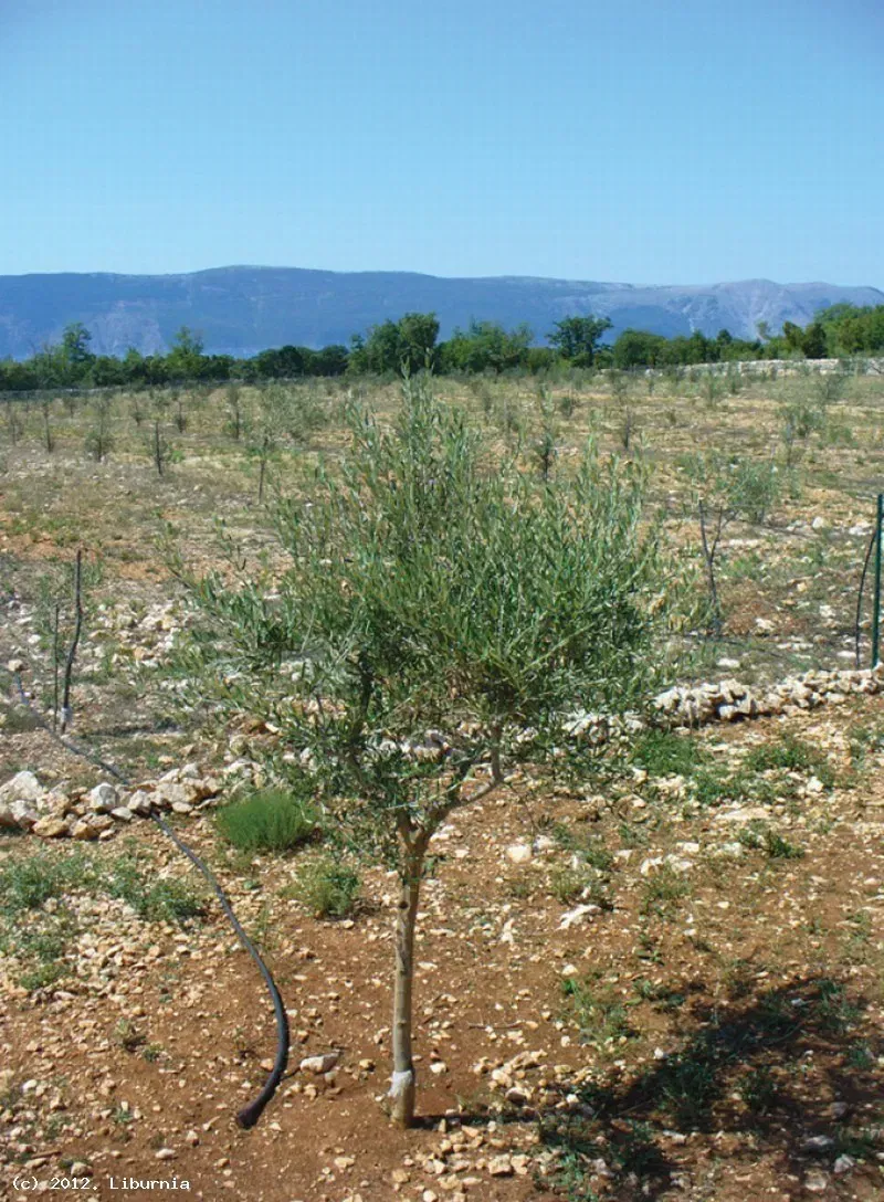 Telek Krk – 3