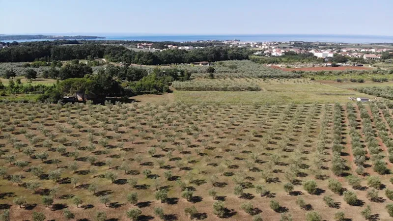 Immobili Istria, vendo uliveto, Novigrad-Cittanova – 2