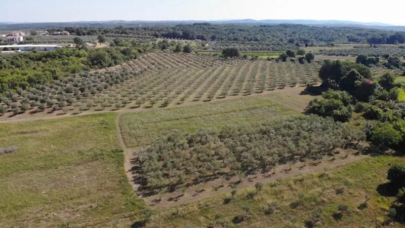 Immobili Istria, vendo uliveto, Novigrad-Cittanova – 3