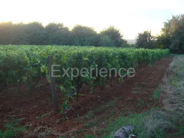 Kaštelir - agricultural land, area 12.100 m² – 2