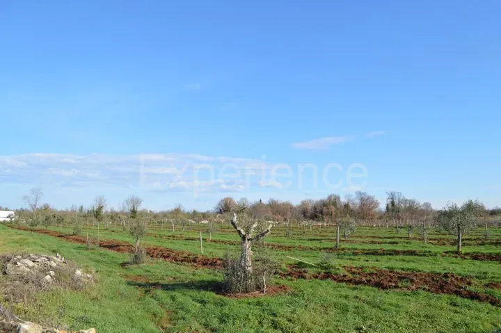 Tar, 7,628 m² Agricultural Land – Young Olive Trees – 2