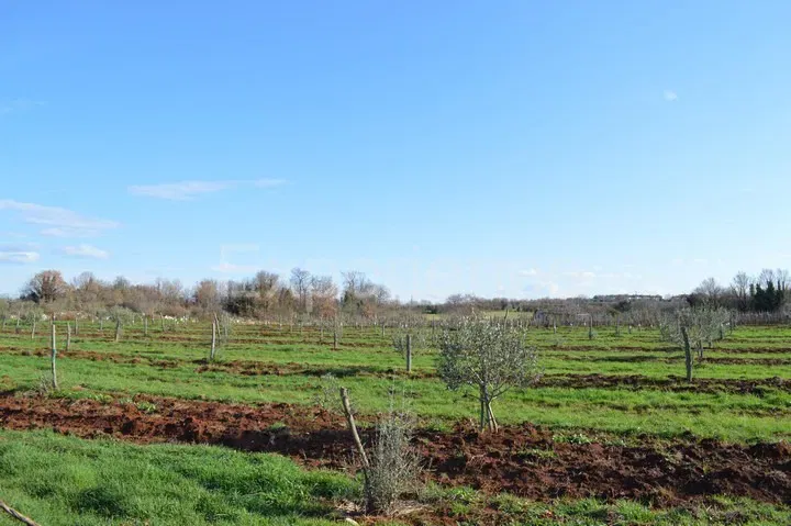 Tar, 7,628 m² Agricultural Land – Young Olive Trees – 3