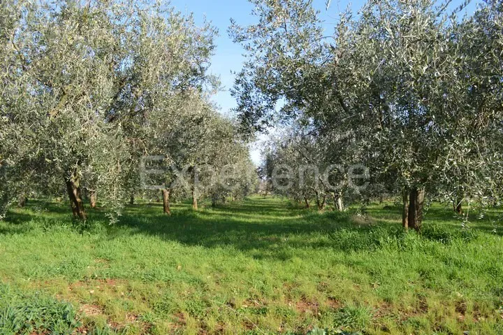 Tar, 18,000 m² Agricultural Land – Olive Grove with 400 Trees – 2