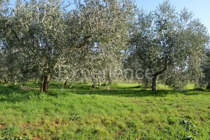Tar, 18,000 m² Agricultural Land – Olive Grove with 400 Trees – 3