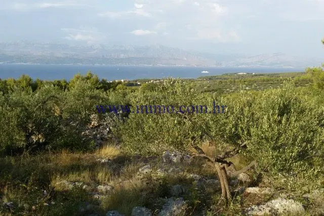 AGRICULTURAL LAND ON THE ISLAND OF BRAČ – 2
