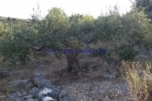 AGRICULTURAL LAND ON THE ISLAND OF BRAČ – 3