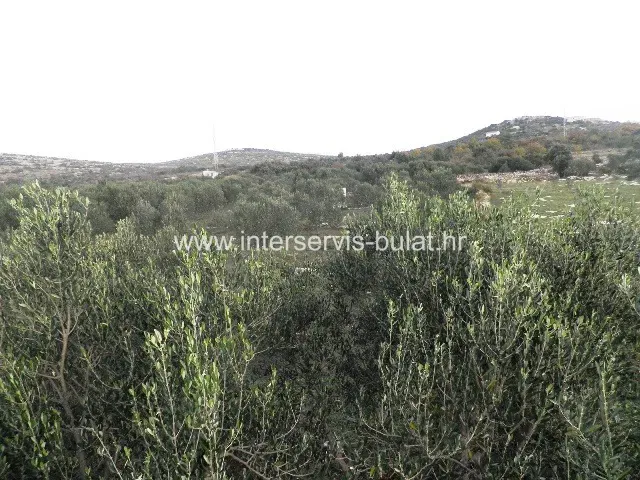 .::: Olive grove along the road :::. – 2