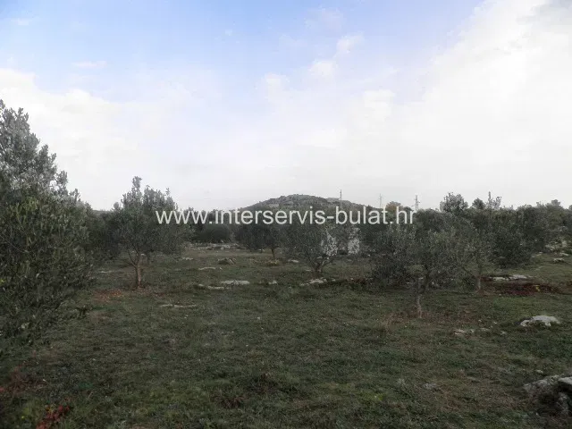 .::: Olive grove along the road :::. – 3