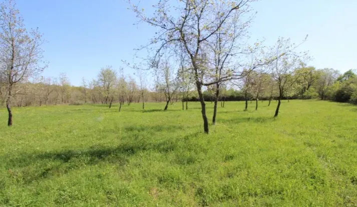 Land Filipini, Poreč, 4.500m2 – 2