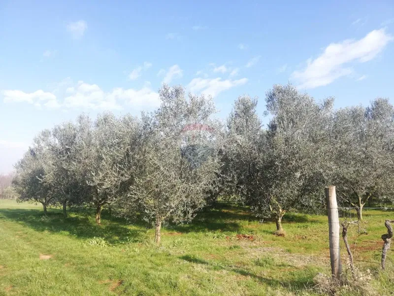 Terreno non edificabile Novigrad, 16,05m2 – 2