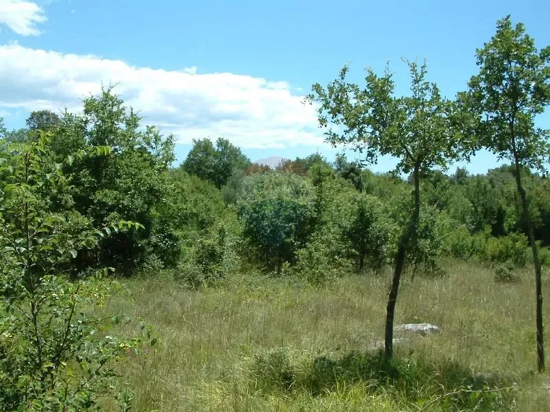 Building plot Kloštar, Sveti Lovreč, 2.206m2 – 3