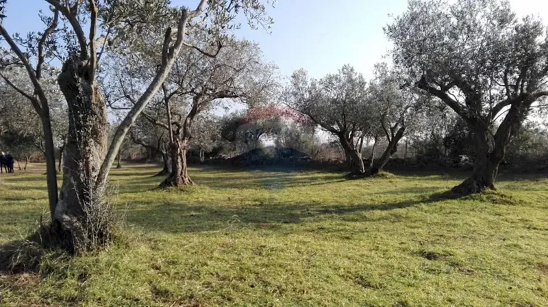 Agricultural land Peroj, Vodnjan, 3.039m2 – 2