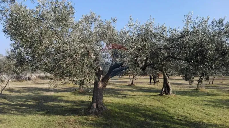Agricultural land Peroj, Vodnjan, 3.039m2 – 3