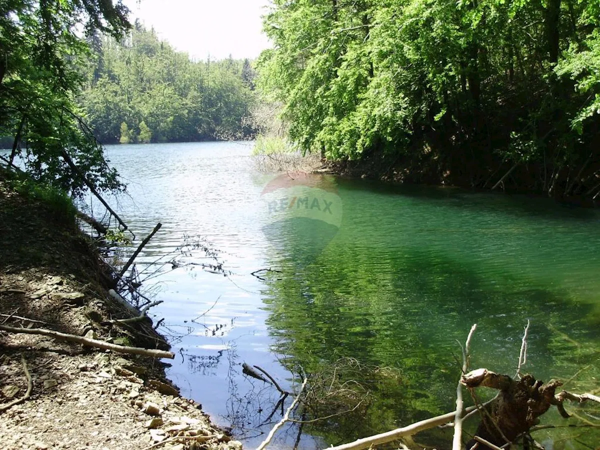 Šuma uz jezero-mogućnost zamjene