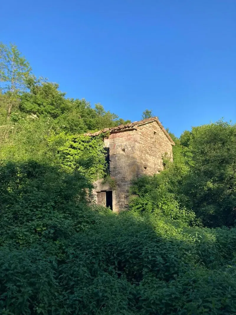 Istria, Belaj – Antico podere istriano con casa da ristrutturare e ampio terreno – 2