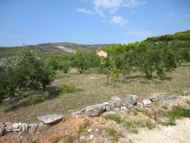 Vodice, maintaineOlive grove, next to the border of the construction area – 2