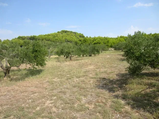 Vodice, maintaineOlive grove, next to the border of the construction area – 3