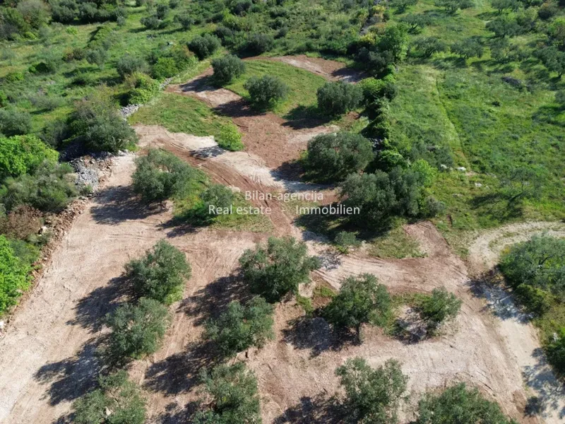 Olive grove in Vodice, Croatia – 2