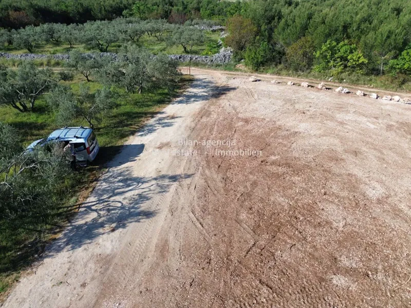 Olive grove in Vodice, Croatia – 3