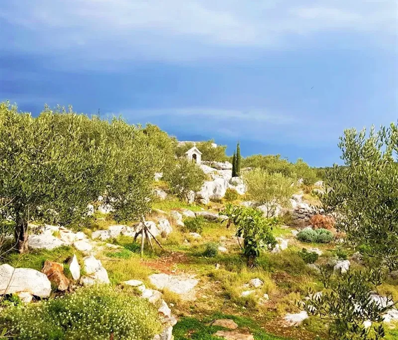 Immobili Brač - Terreno agricolo con unità abitativa e splendida vista sul mare, in vendita – 3