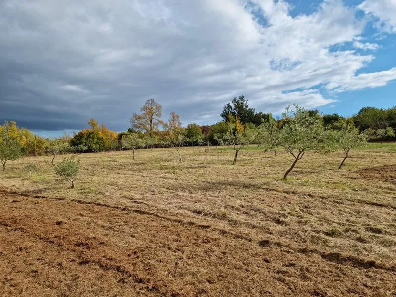 Istra, Rovinj surroundings, 13.000 m2 of agricultural land with 125 olive trees – 2
