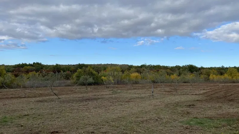 Istra, Rovinj surroundings, 13.000 m2 of agricultural land with 125 olive trees – 3