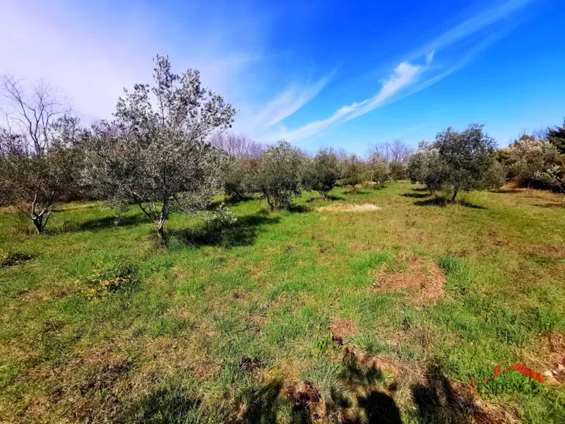 Vodnjan, agricultural land – 2