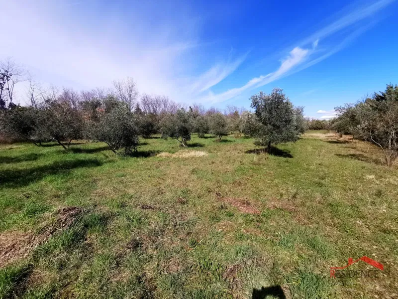 Vodnjan, agricultural land – 3