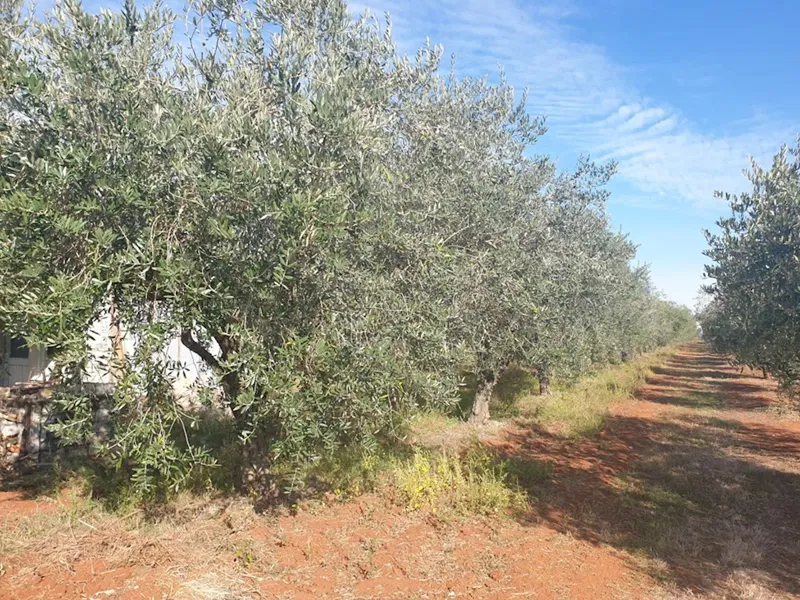 Real estate Istria, agricultural land on sale, near Novigrad – 2