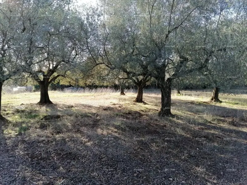 Działka Galižana – 3