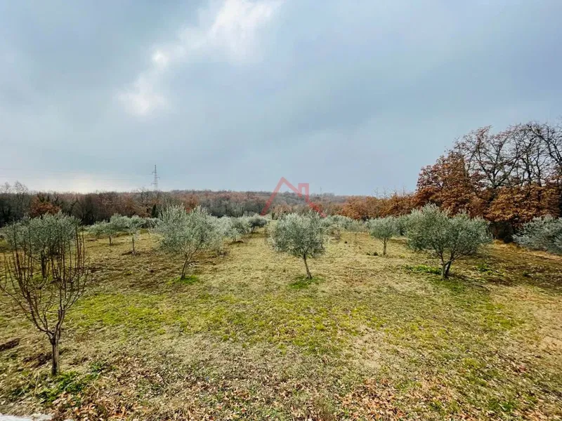 BRTONIGLA - building land with olive grove – 3