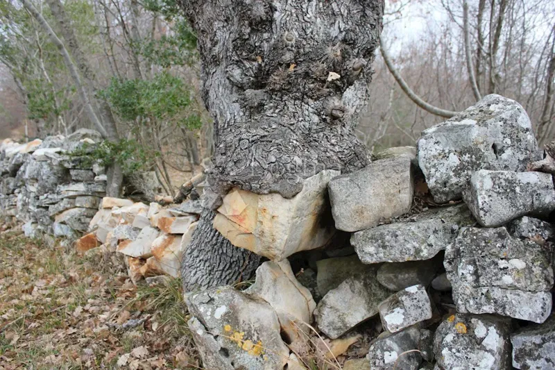 Land Barbariga, Vodnjan, 4.527m2 – 3