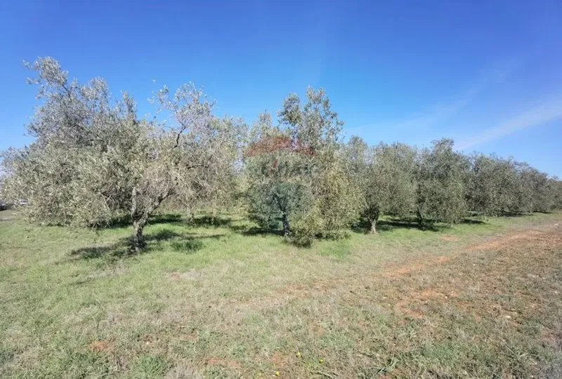 Terreno non edificabile Galižana, Vodnjan, 3.622m2 – 2